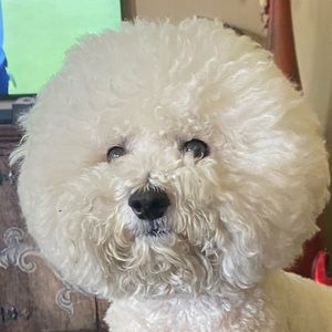 Meet your Posher, Troy